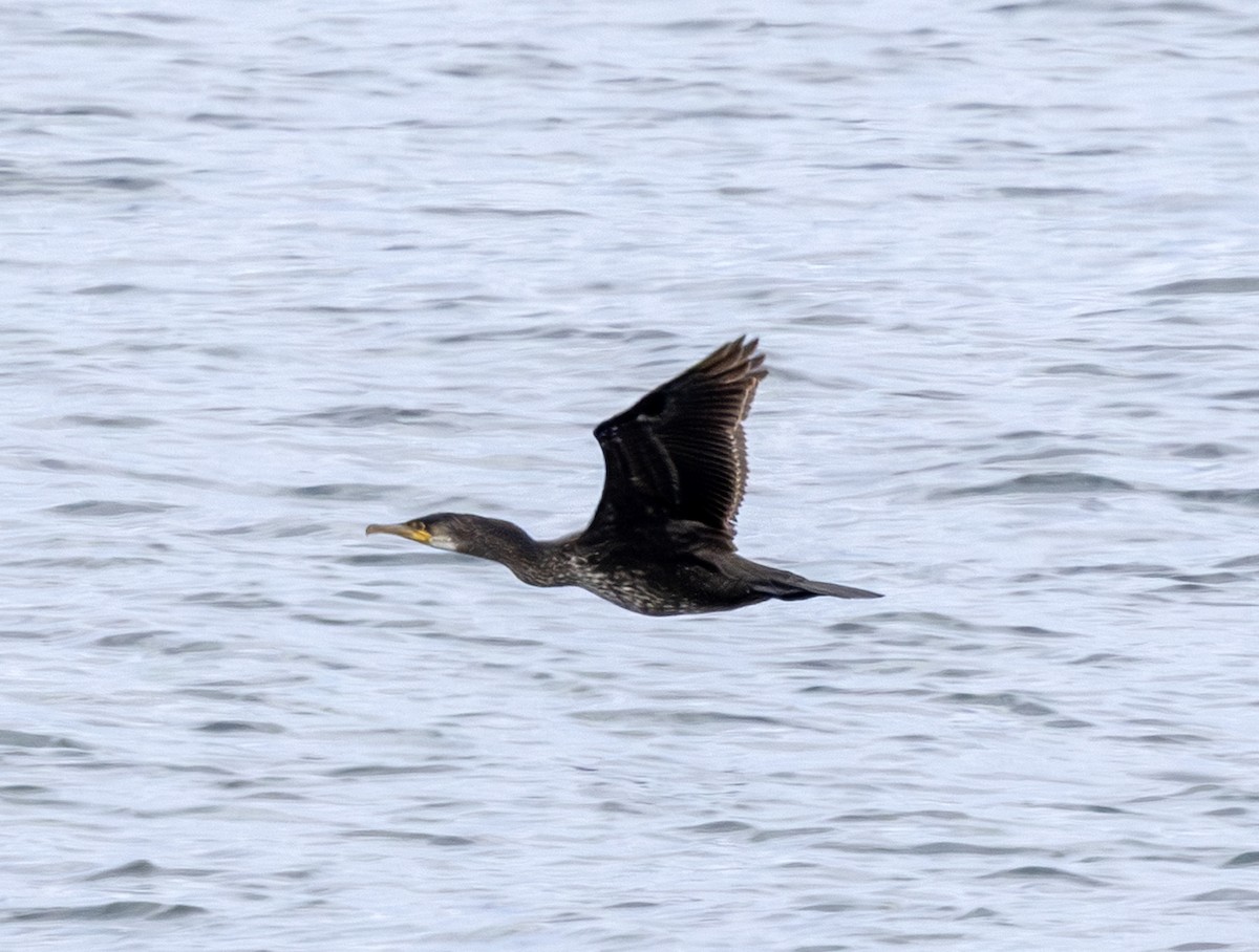 Japanese Cormorant - ML643339378