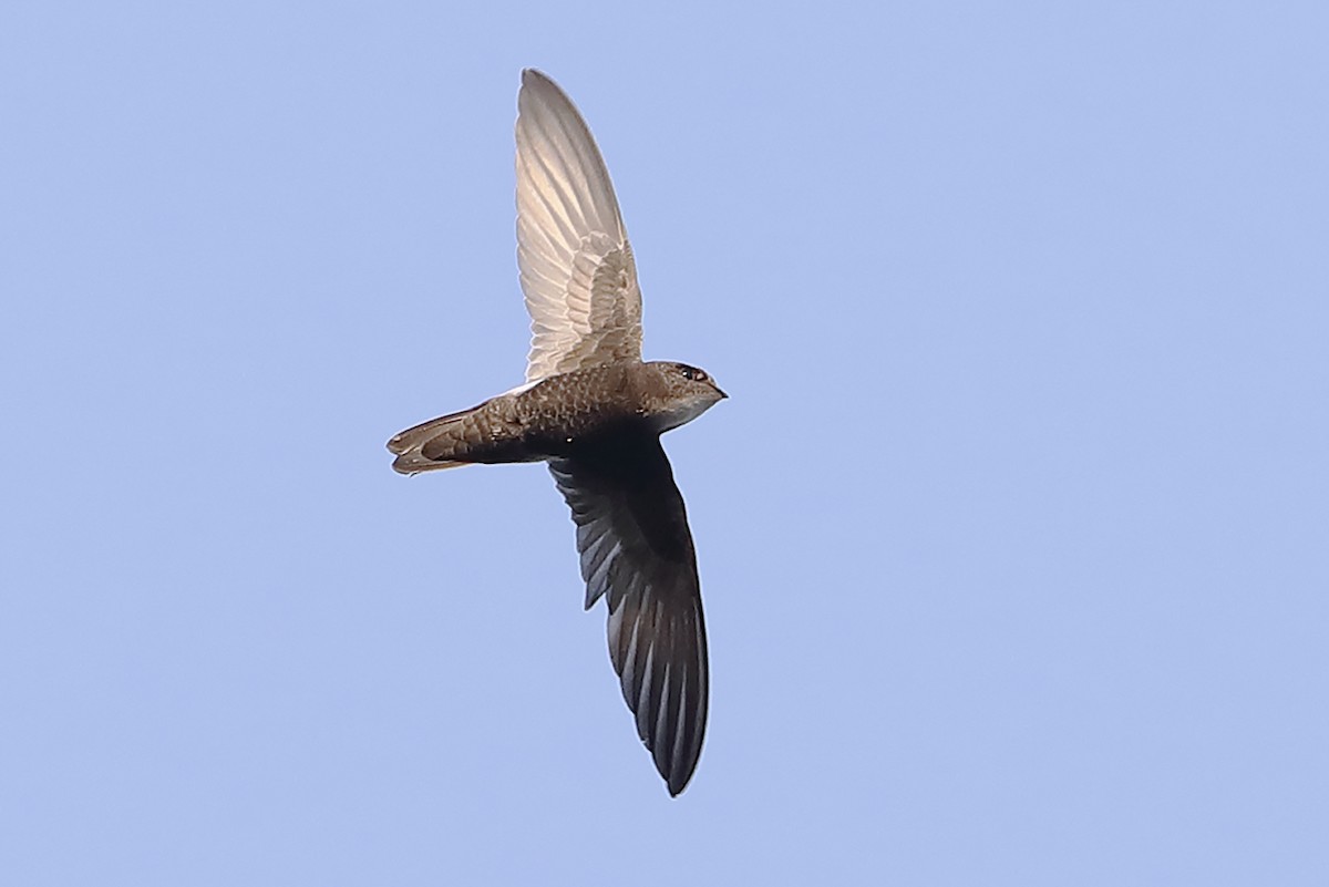 House Swift - ML643339388