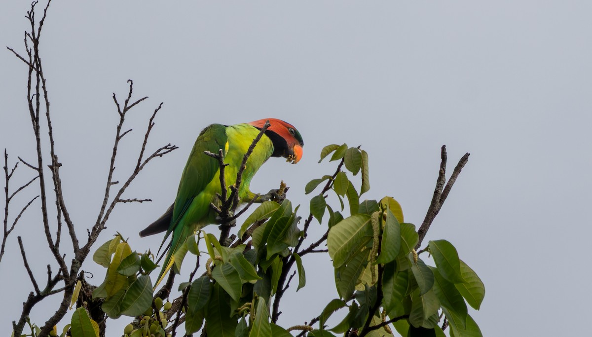 Long-tailed Parakeet - ML643339400