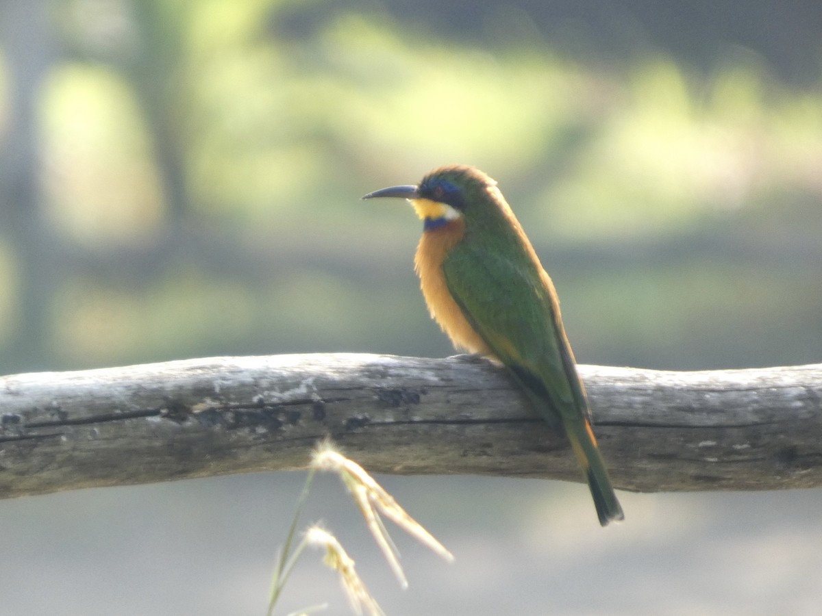 Ethiopian Bee-eater - ML643339409