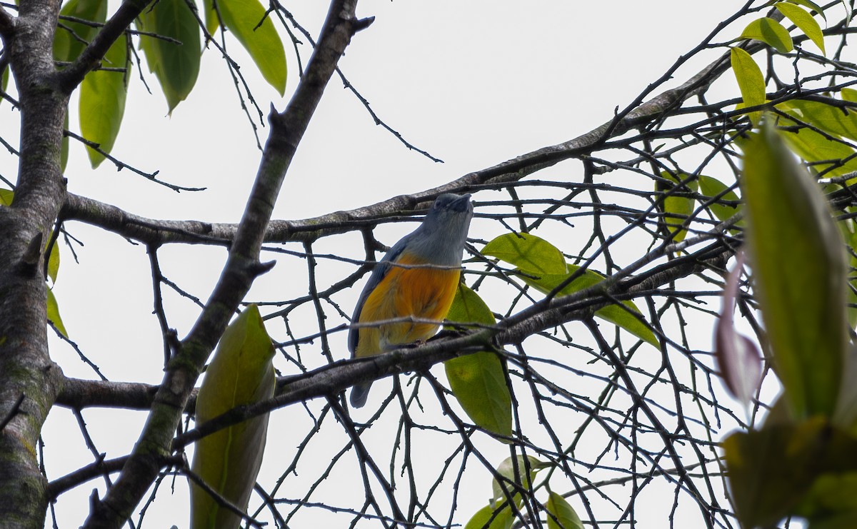 Orange-bellied Flowerpecker - ML643339412