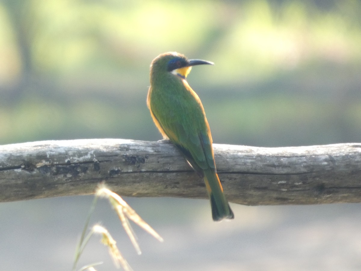 Ethiopian Bee-eater - ML643339414