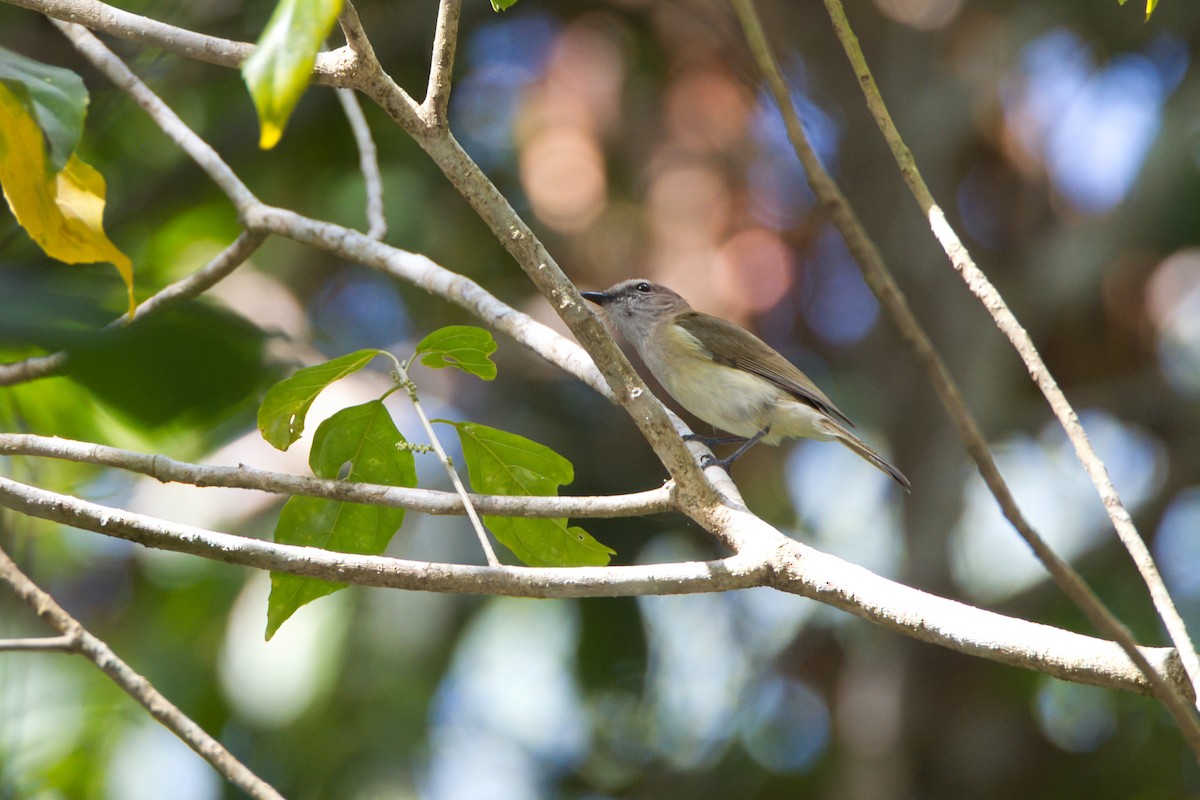 Gray Whistler - ML643339415