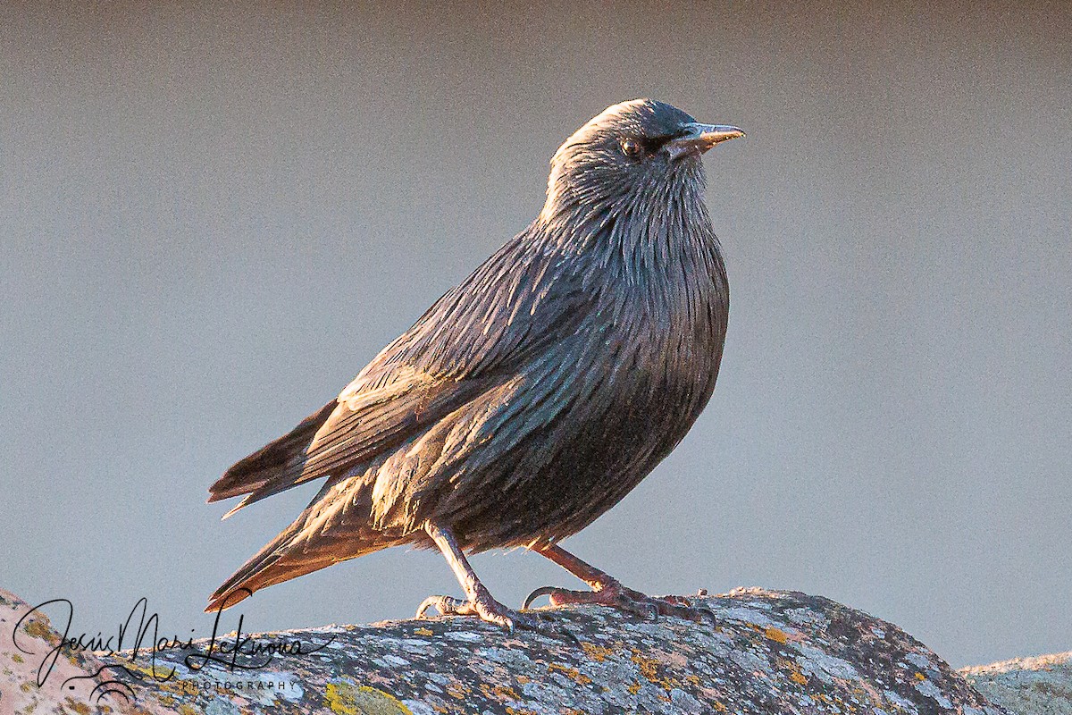 Spotless Starling - ML643339425
