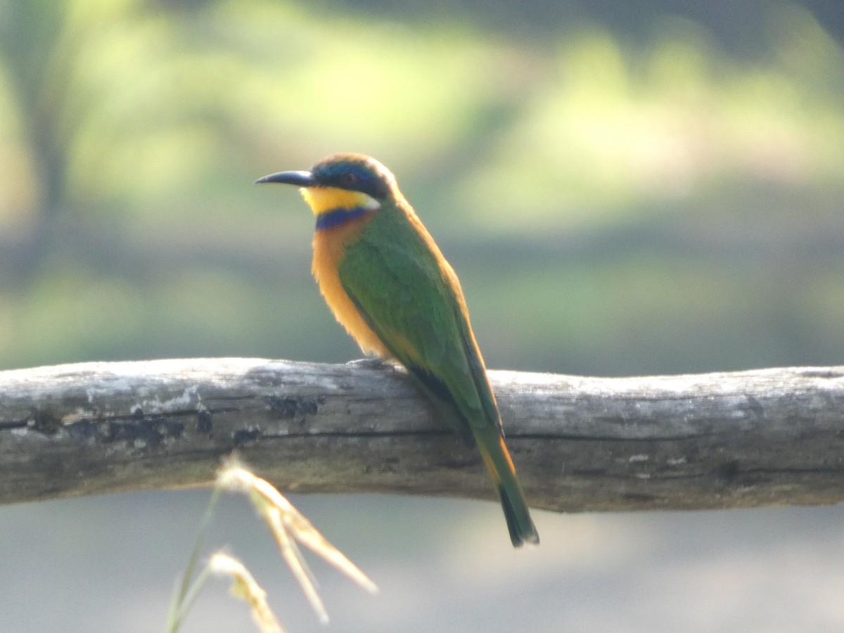 Ethiopian Bee-eater - ML643339428