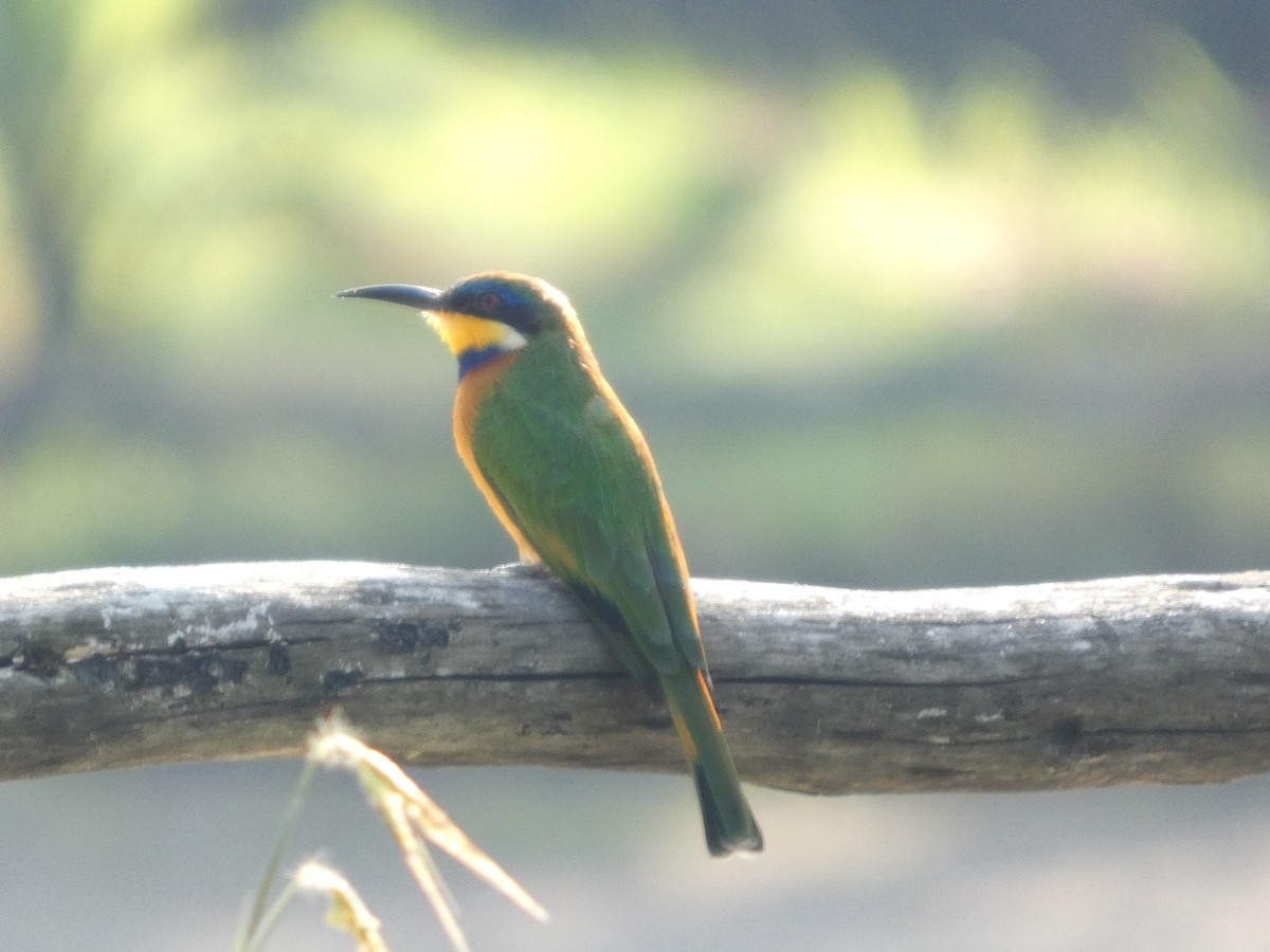 Ethiopian Bee-eater - ML643339429