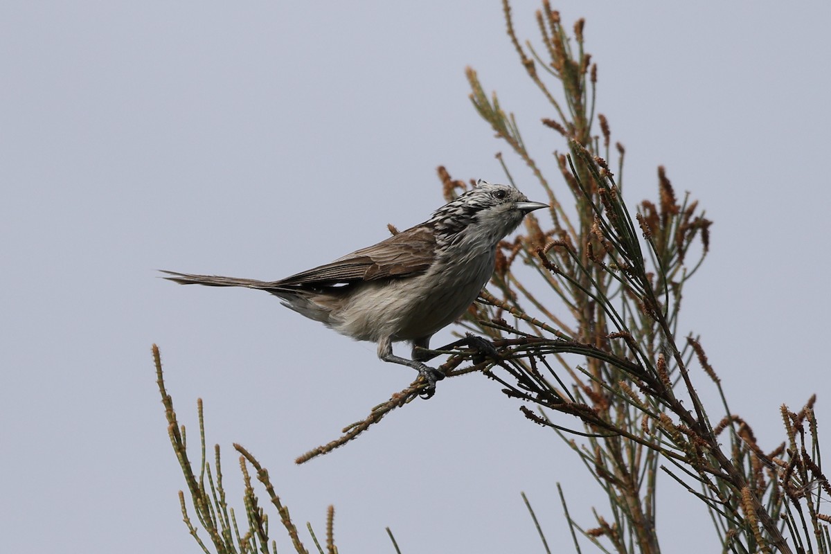 Striped Honeyeater - ML643339445