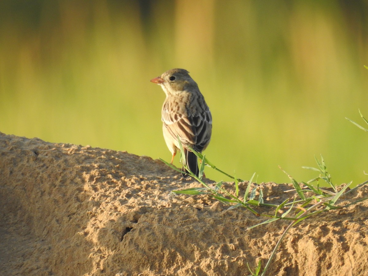 Gray-necked Bunting - ML643339453