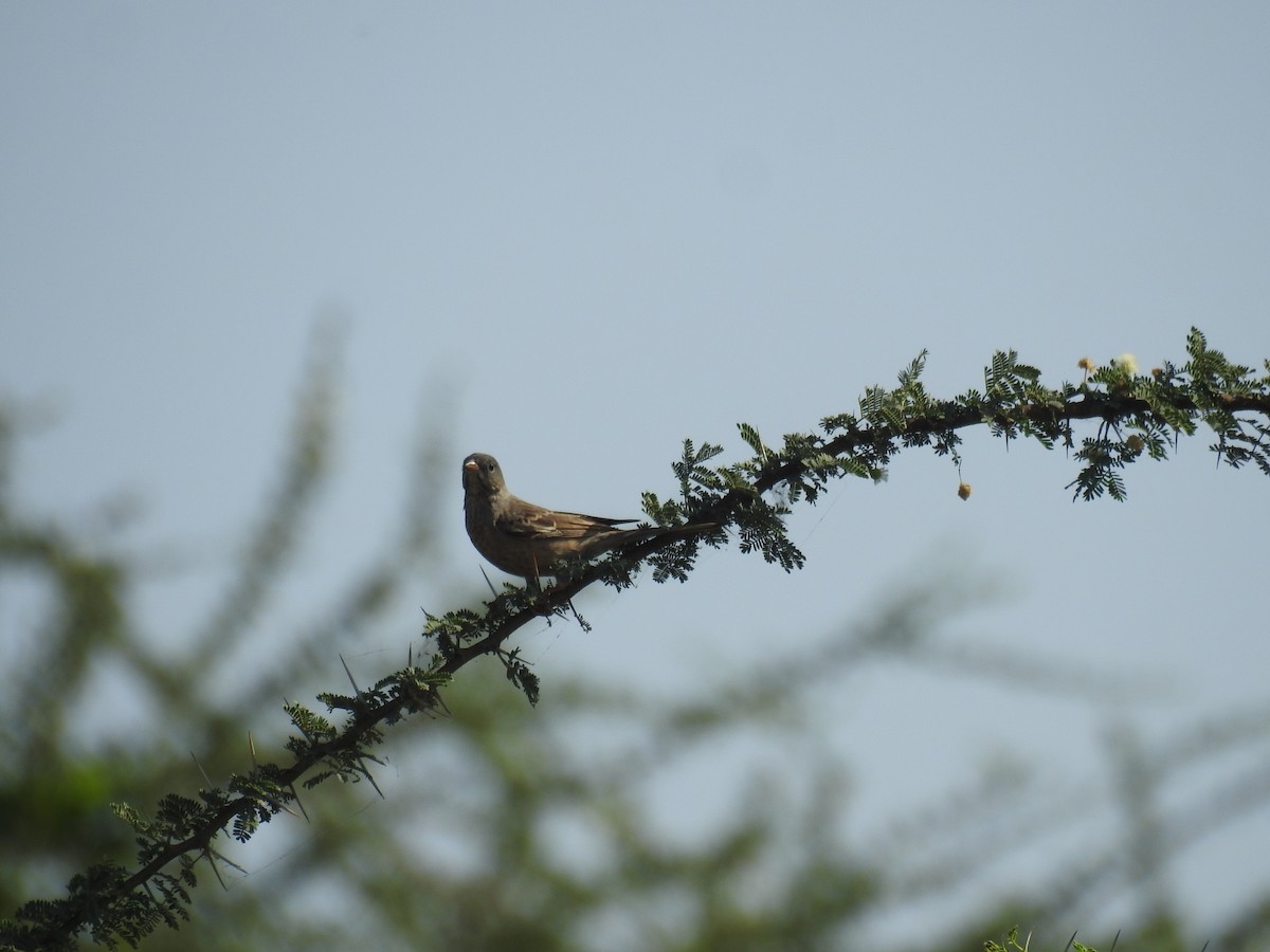 Gray-necked Bunting - ML643339454