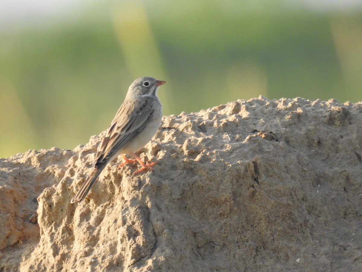Gray-necked Bunting - ML643339455