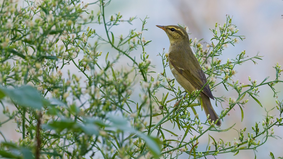 極北柳鶯 - ML643339462