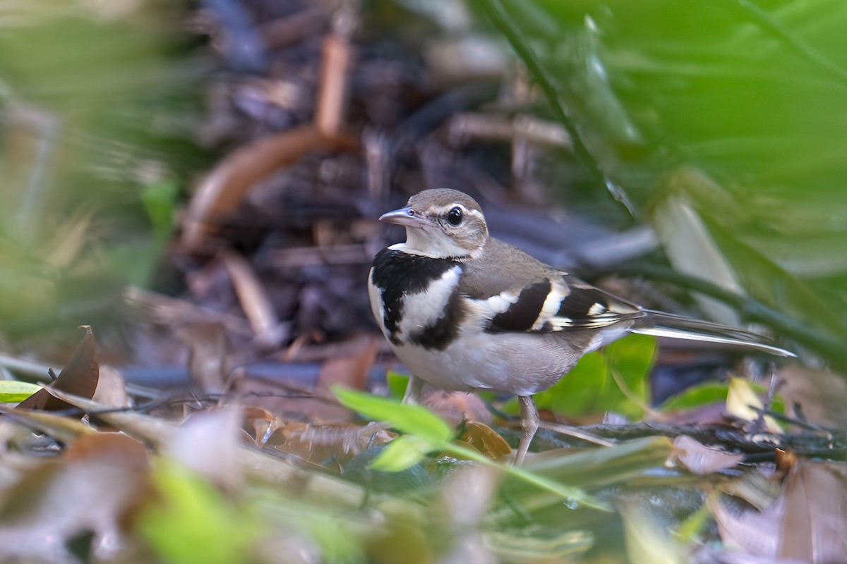 Forest Wagtail - ML643339466