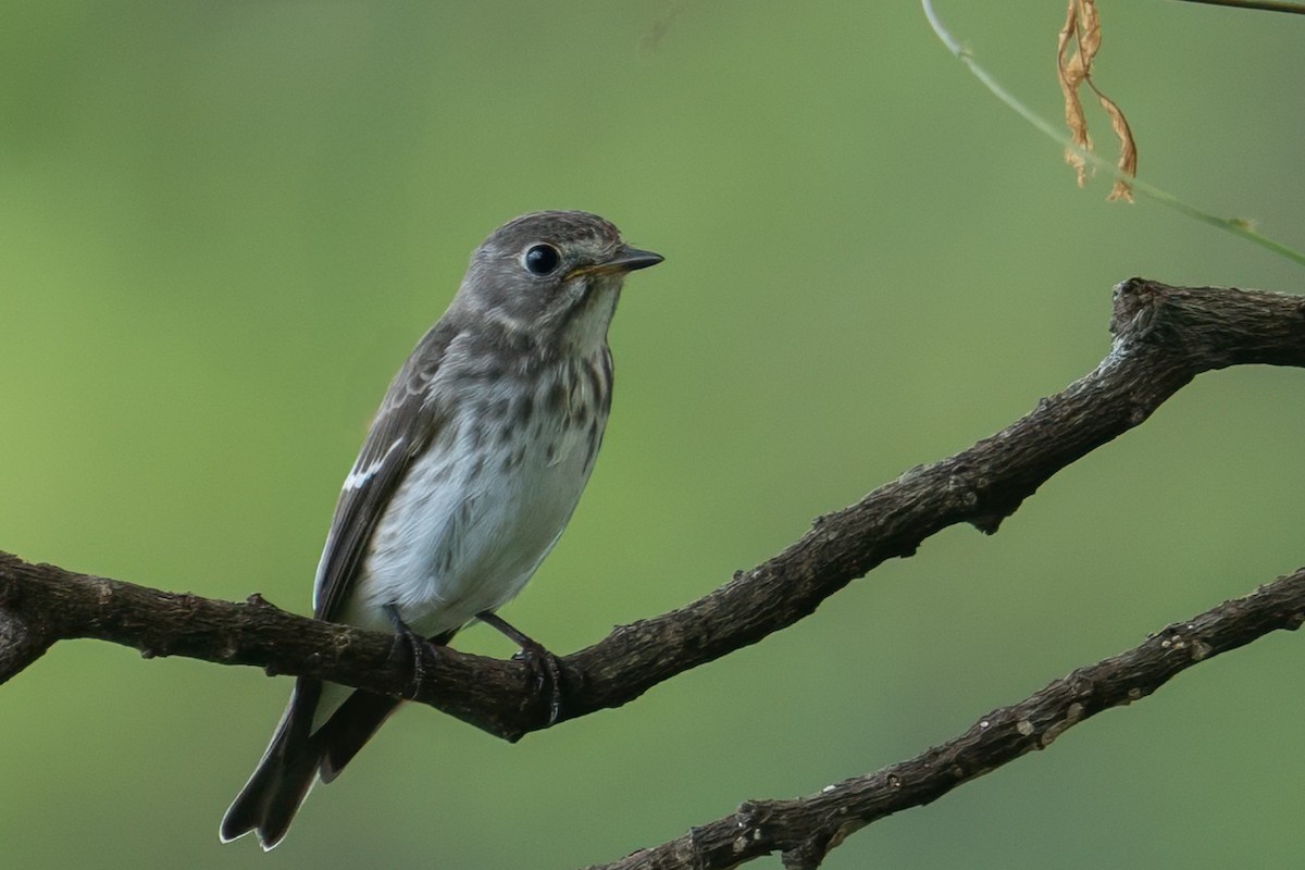 Gray-streaked Flycatcher - ML643339467