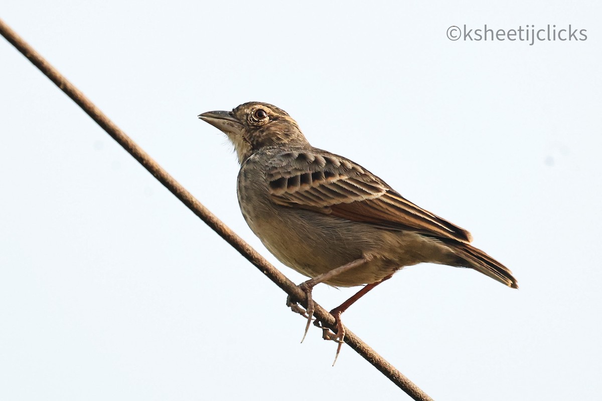 Bengal Bushlark - ML643339479
