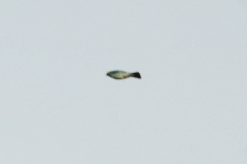 Verditer Flycatcher - ML643339494