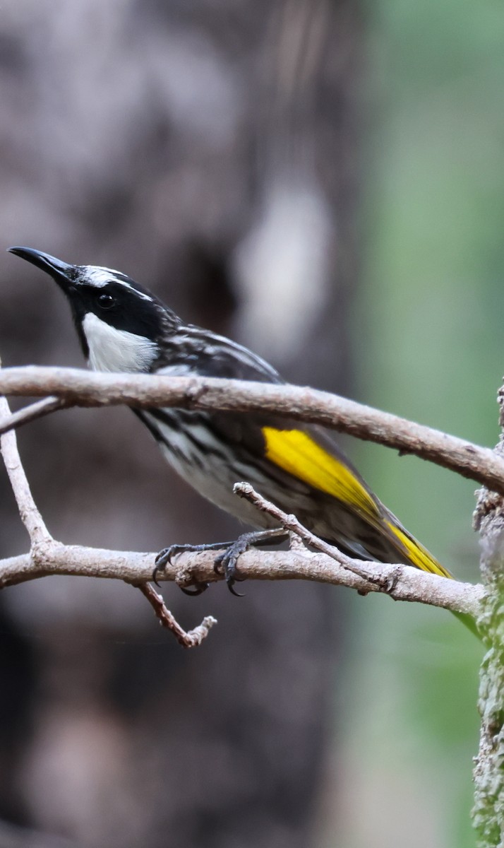 White-cheeked Honeyeater - ML643339496