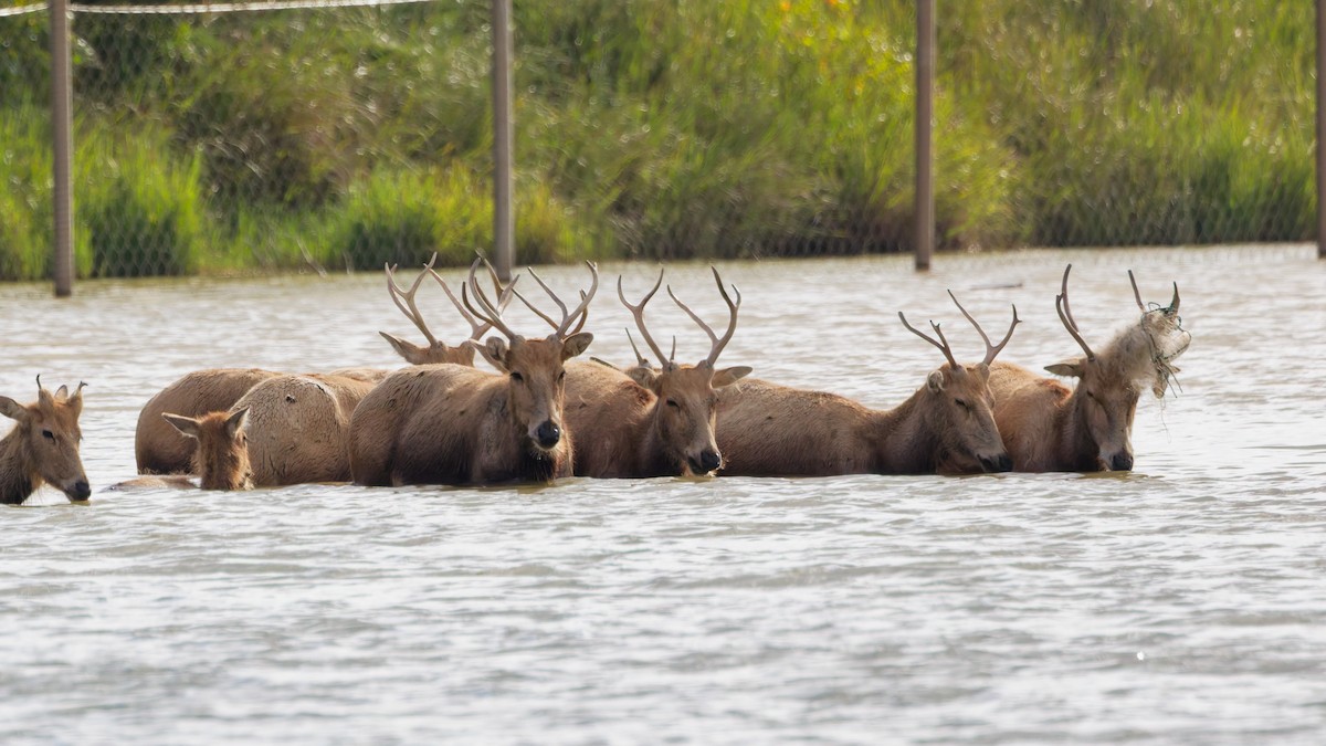 動物界 - ML643339505