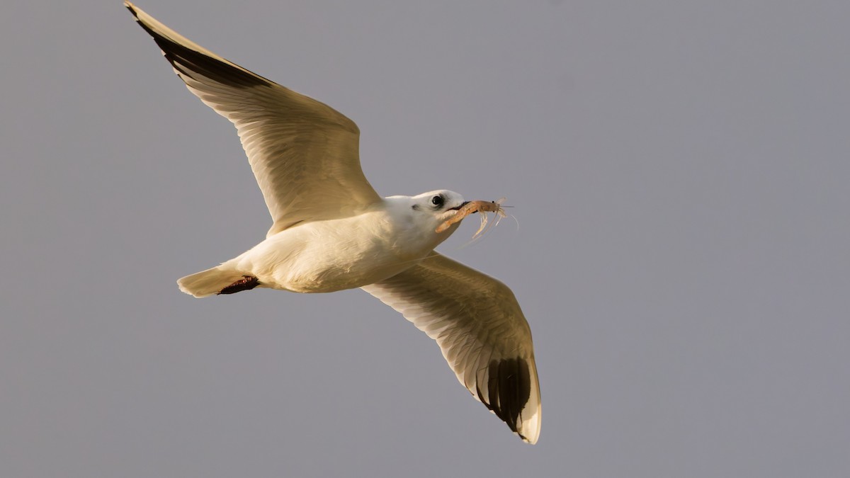 黑嘴鷗 - ML643339514