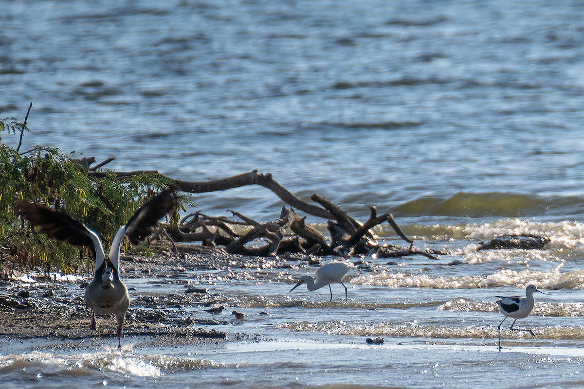 Egyptian Goose - ML643339522