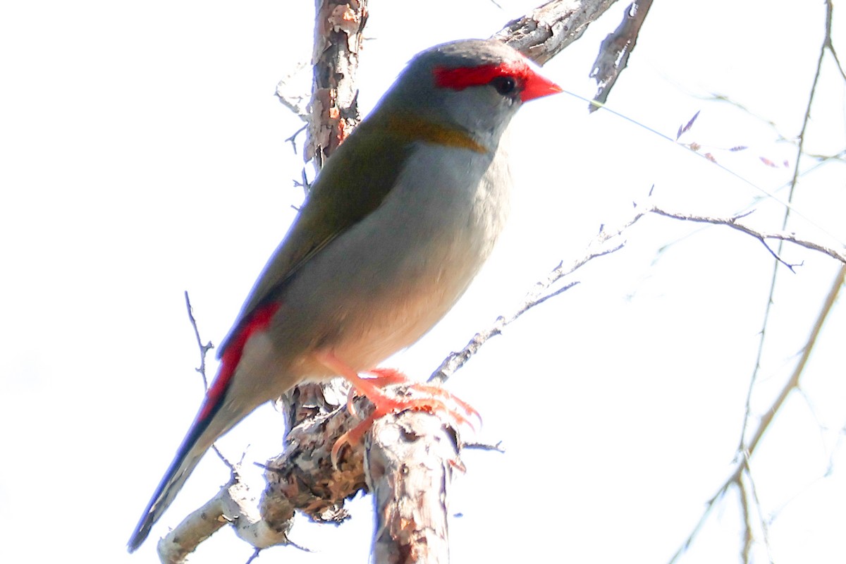 Red-browed Firetail - ML643339525