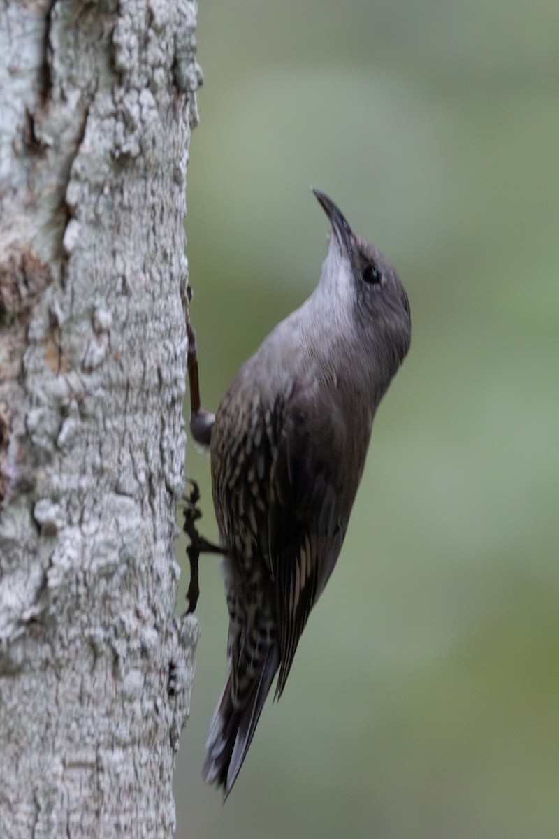 White-throated Treecreeper - ML643339530