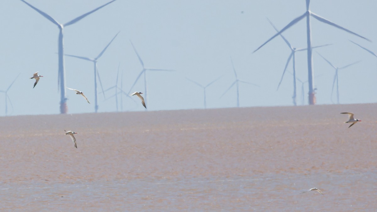 裏海燕鷗 - ML643339536