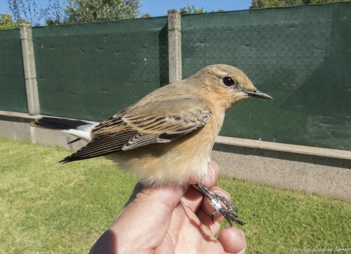 Northern Wheatear - ML643339549