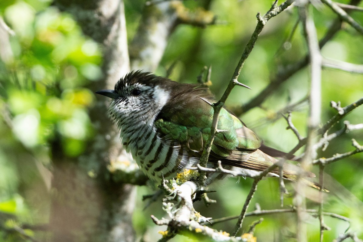 Shining Bronze-Cuckoo - ML643339553