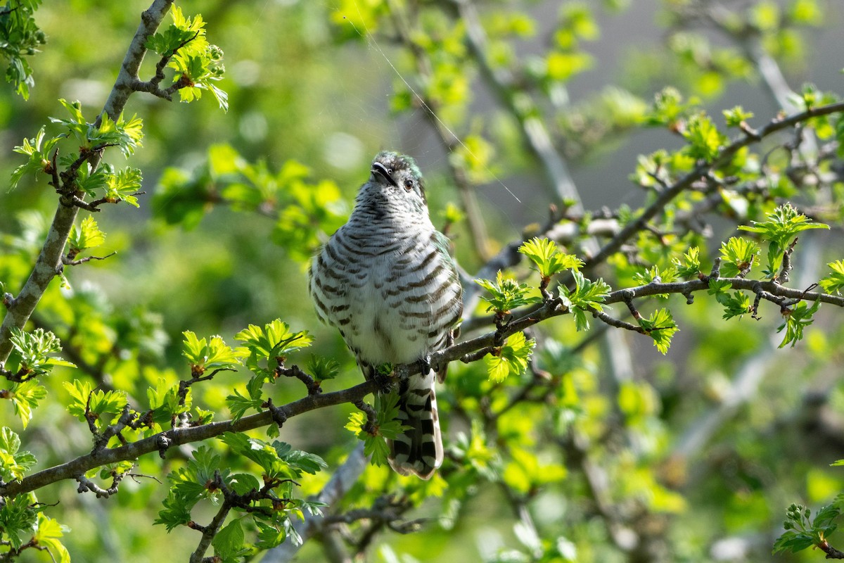 Shining Bronze-Cuckoo - ML643339554