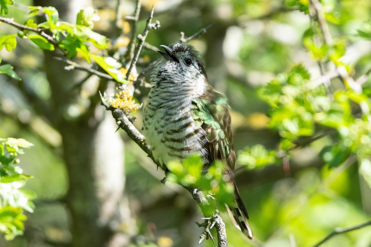 Shining Bronze-Cuckoo - ML643339555