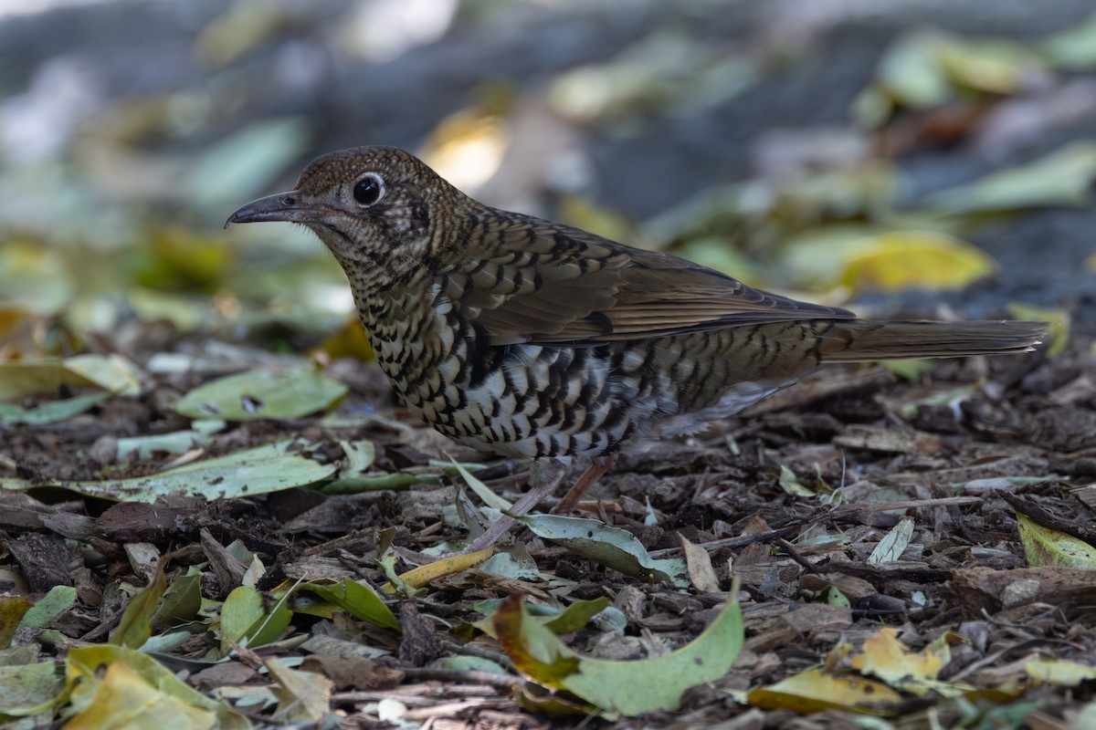 Bassian Thrush - ML643339559