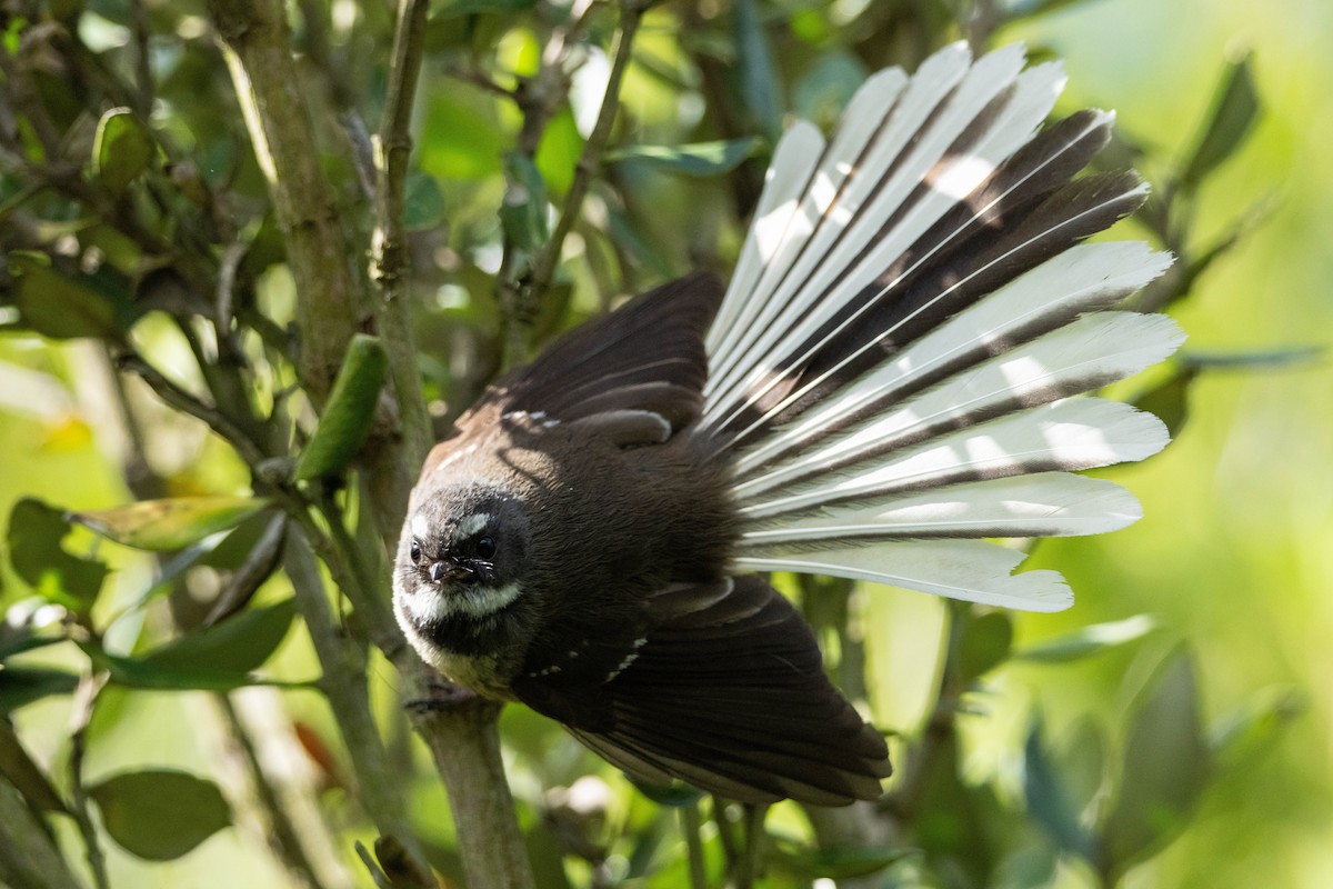 New Zealand Fantail - ML643339561