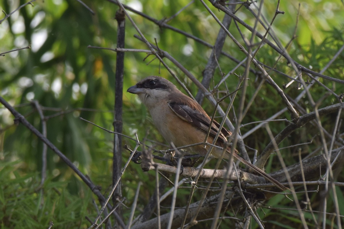 Long-tailed Shrike - ML643339577
