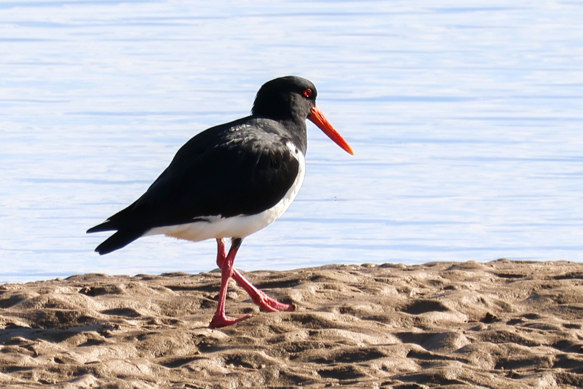 Pied Oystercatcher - ML643339585
