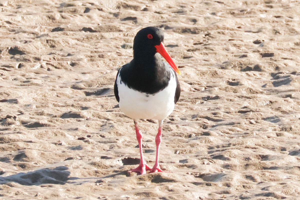 Pied Oystercatcher - ML643339586