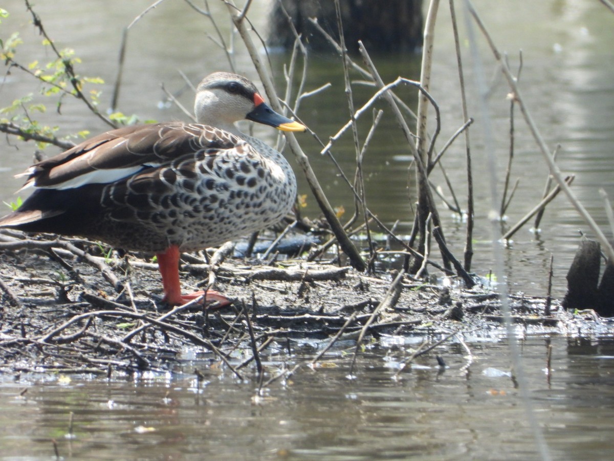 Indian Spot-billed Duck - ML643339596