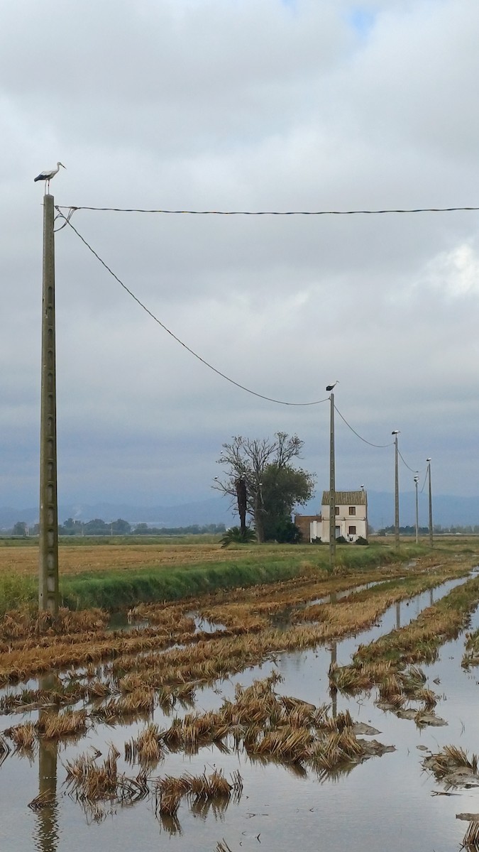 White Stork - ML643339599