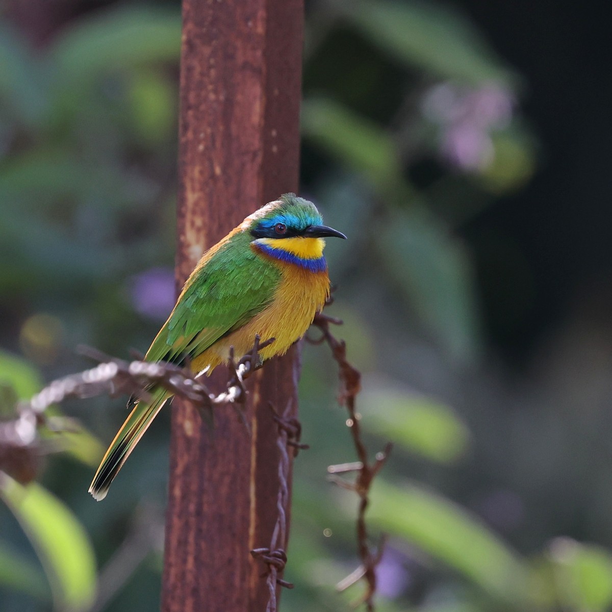 Ethiopian Bee-eater - ML643339606