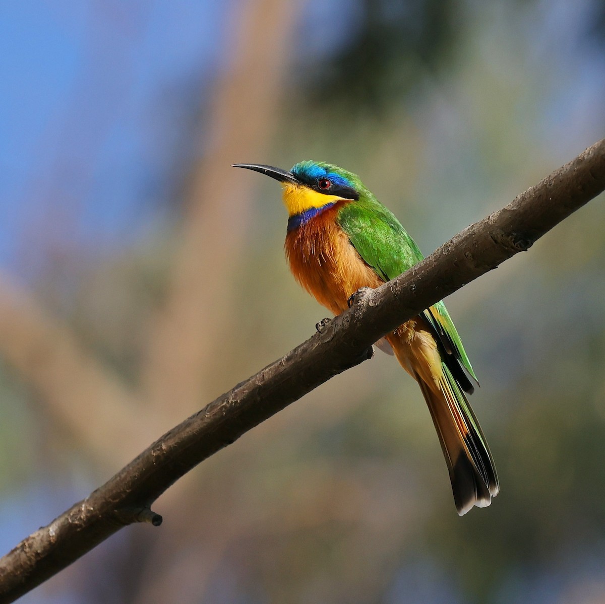 Ethiopian Bee-eater - ML643339607