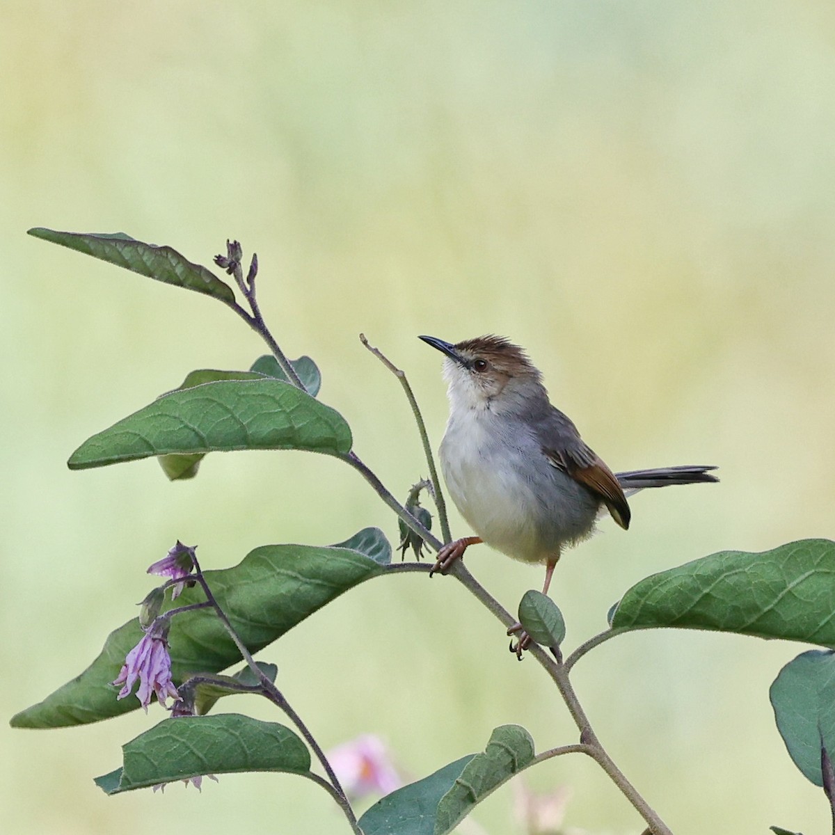 Singing Cisticola - ML643339612
