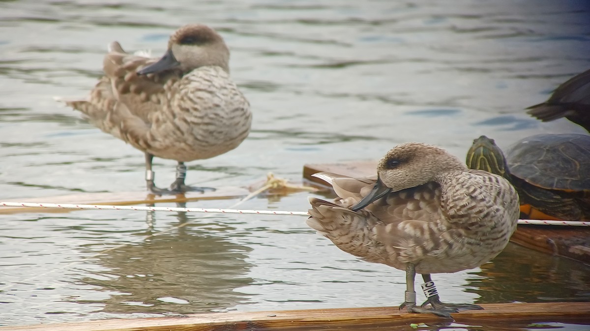 Marbled Duck - ML643339619