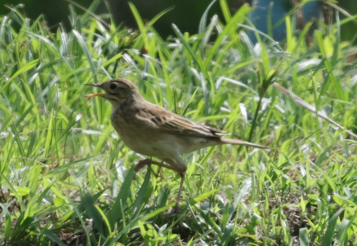 Richard's Pipit - ML643339629