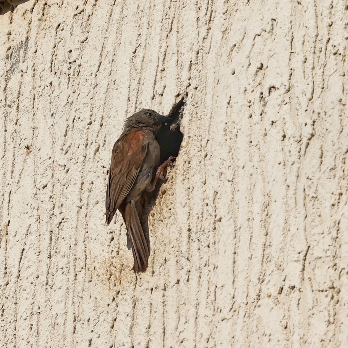 Swainson's Sparrow - ML643339650