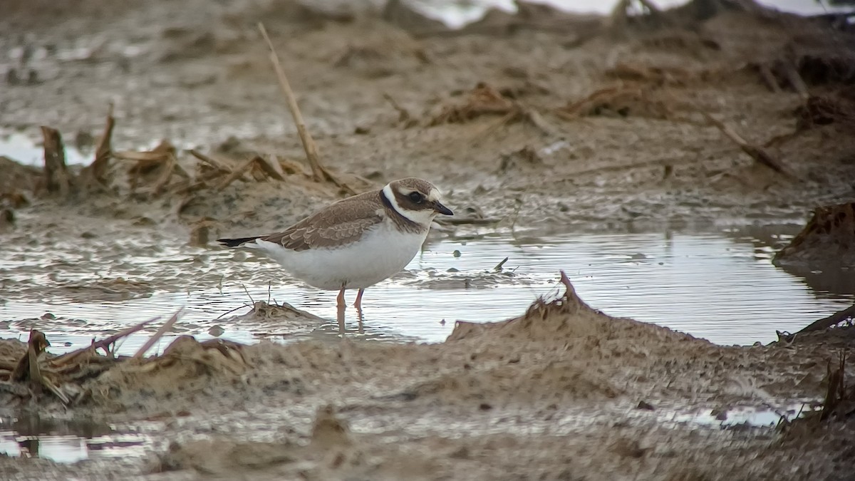 Common Ringed Plover - ML643339680