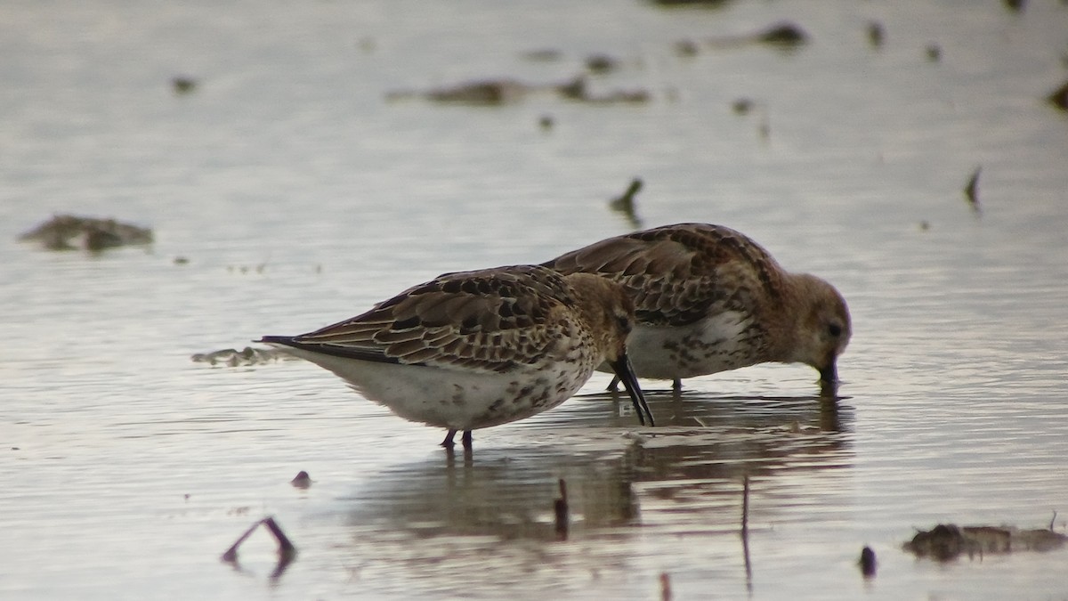 Dunlin - ML643339684