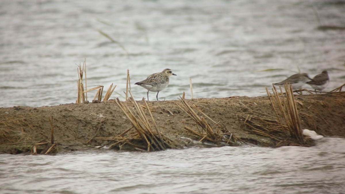 Pacific Golden-Plover - ML643339696
