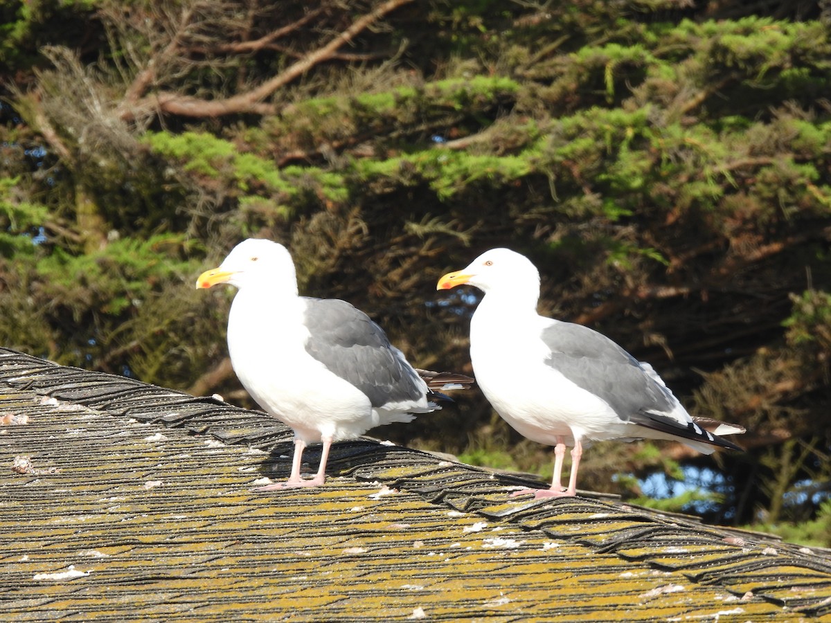 Western Gull - ML643339703