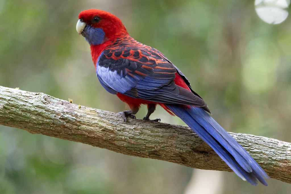 Rosella cremisi - ML643339713