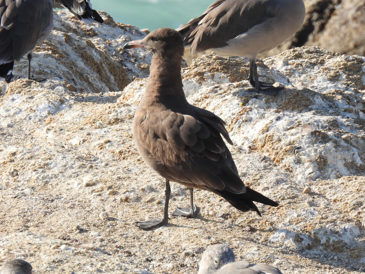 Heermann's Gull - ML643339714