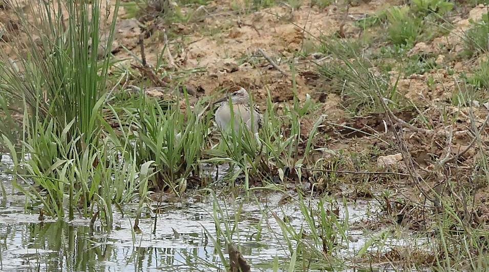 Sharp-tailed Sandpiper - ML643339727